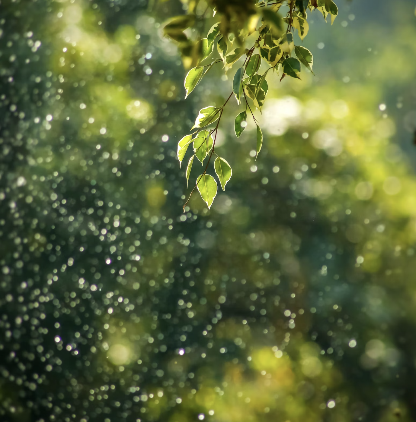 Finalist in the APRA Professional Development Awards